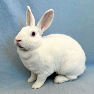 MY ADOPTION FEES ARE WAIVED Hi Im Blossom Im a medium sized spayed female Mini Rex rabbit that 