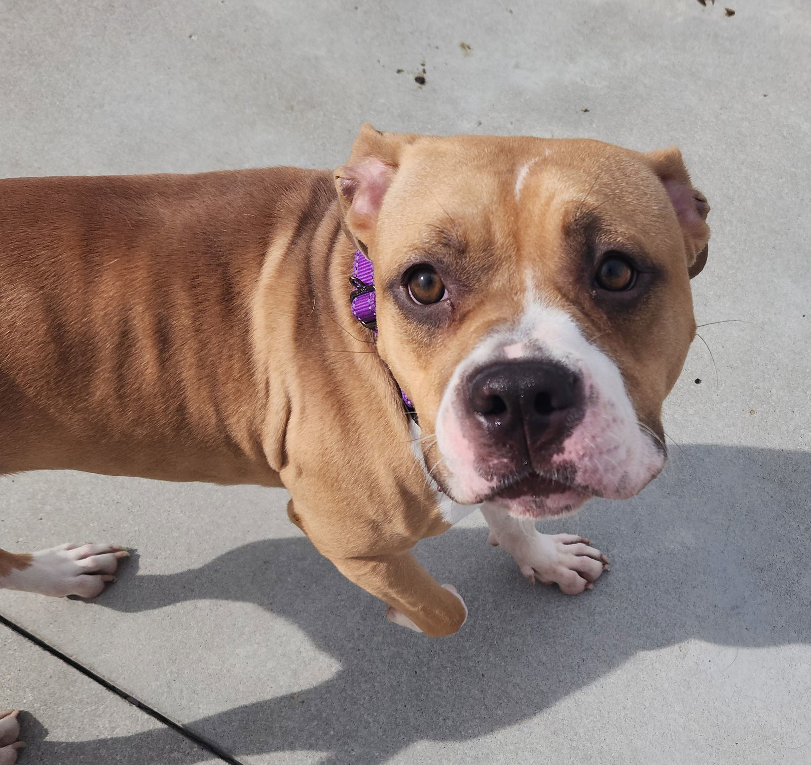 Cypress, an adoptable Pit Bull Terrier in Knoxville, IA, 50138 | Photo Image 1