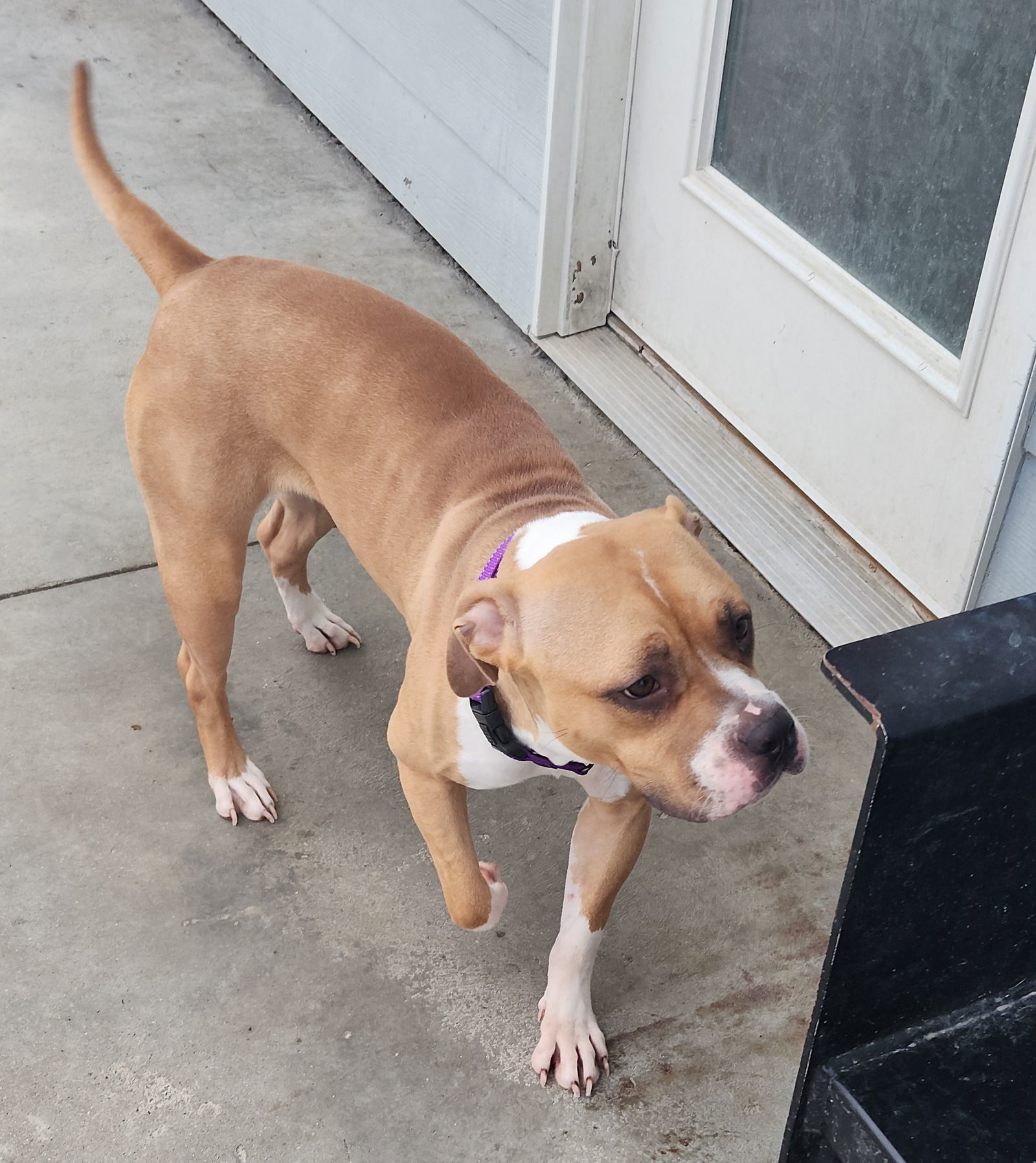 Cypress, an adoptable Pit Bull Terrier in Knoxville, IA, 50138 | Photo Image 2