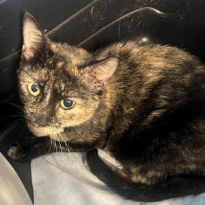 Introducing Halloween a darling 1-year-old female cat with a heart as sweet as candy corn This aff