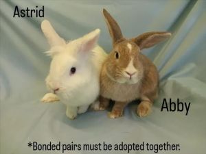ABBY Bunny Rabbit Rabbit