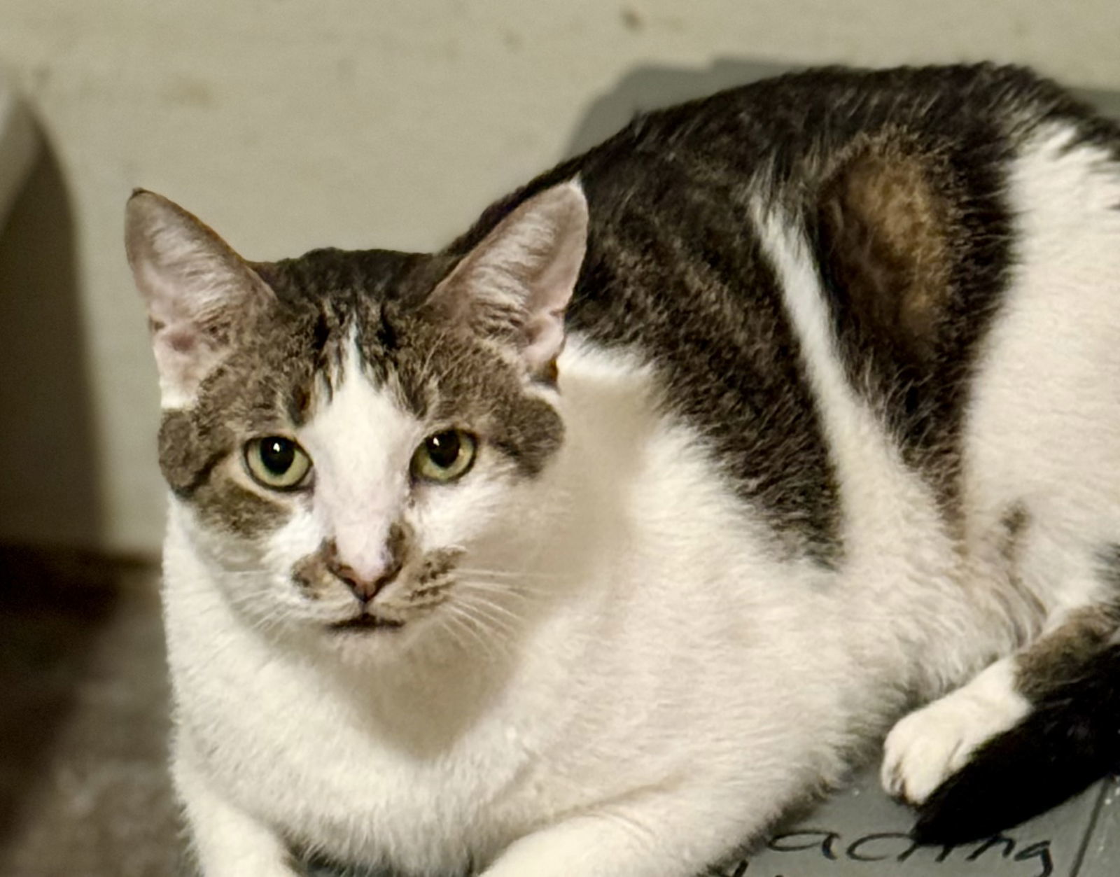 Goya, an adoptable Domestic Short Hair in Glendale, AZ, 85301 | Photo Image 1