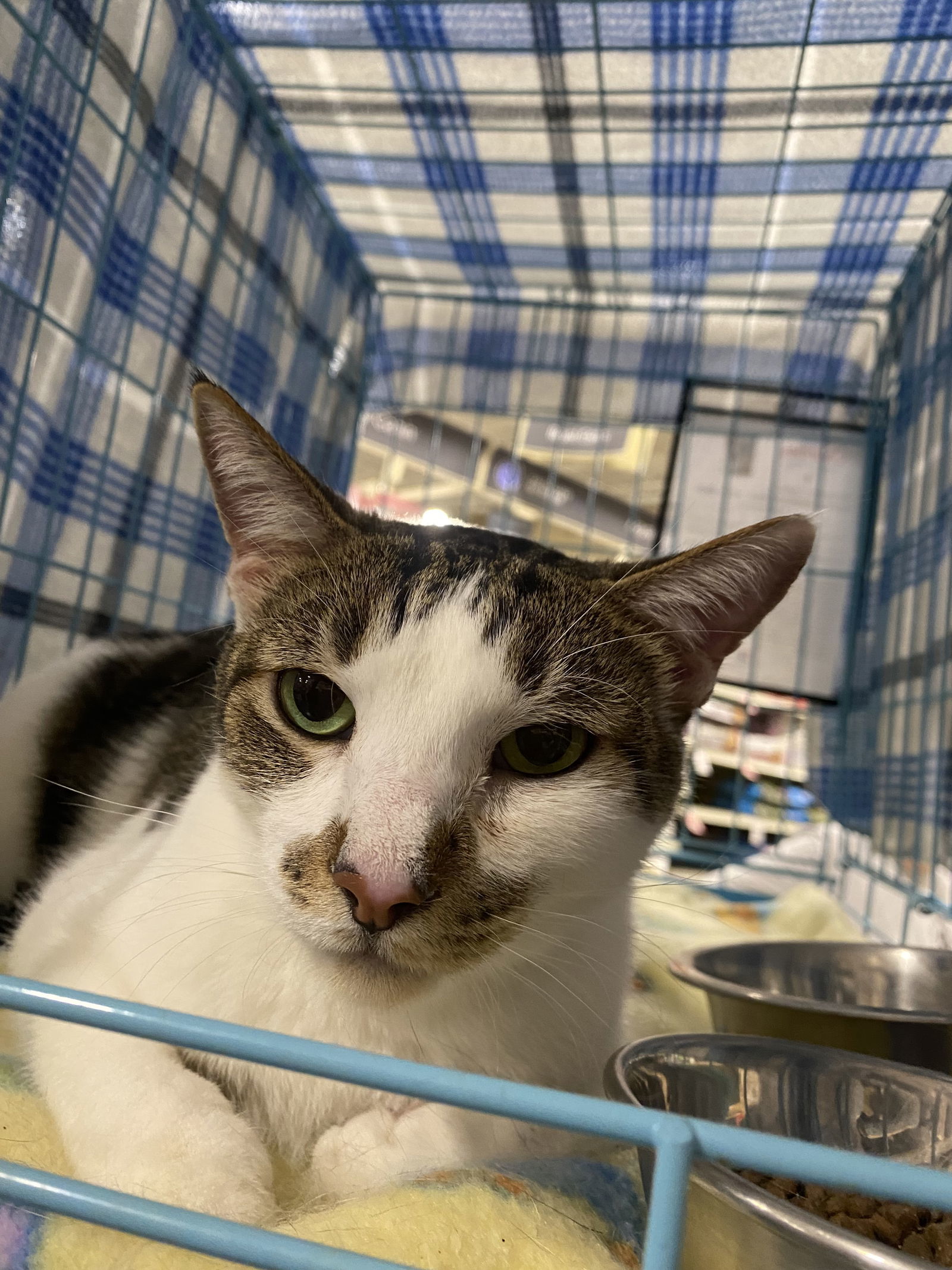 Goya, an adoptable Domestic Short Hair in Glendale, AZ, 85301 | Photo Image 2