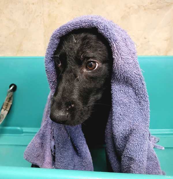 Chiclet, an adoptable Labrador Retriever in Fort Davis, TX, 79734 | Photo Image 2