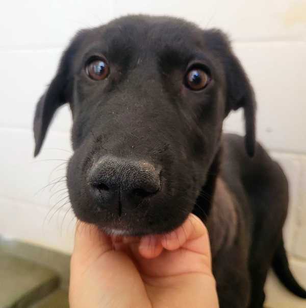 Chiclet, an adoptable Labrador Retriever in Fort Davis, TX, 79734 | Photo Image 3