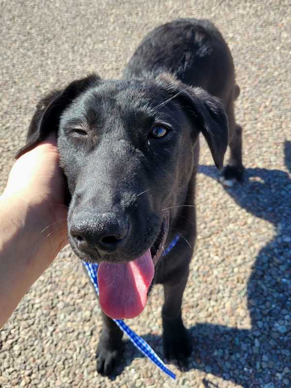 Chiclet, an adoptable Labrador Retriever in Fort Davis, TX, 79734 | Photo Image 4