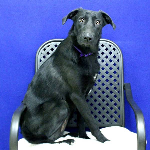 Chiclet, an adoptable Labrador Retriever in Fort Davis, TX, 79734 | Photo Image 6