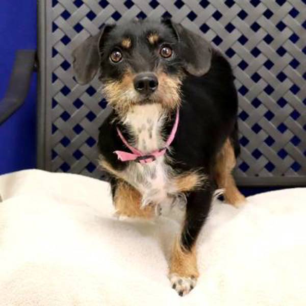 Gretchen, an adoptable Schnauzer, Terrier in Fort Davis, TX, 79734 | Photo Image 2