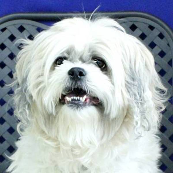 Lady Misty, an adoptable Shih Tzu in Fort Davis, TX, 79734 | Photo Image 1