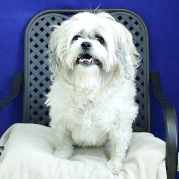 Lady Misty, an adoptable Shih Tzu in Fort Davis, TX, 79734 | Photo Image 2