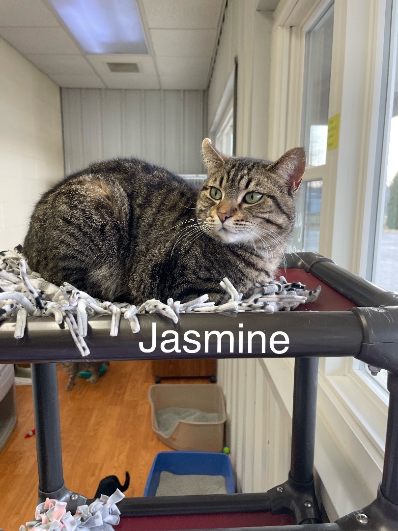Cat for adoption - Jasmine , a Domestic Short Hair in Mauston, WI