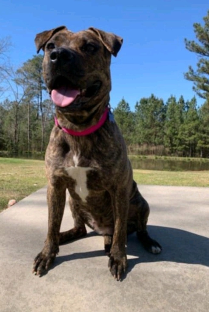 Jenny Springs, an adoptable Mountain Cur, Black Mouth Cur in El Dorado, AR, 71730 | Photo Image 1