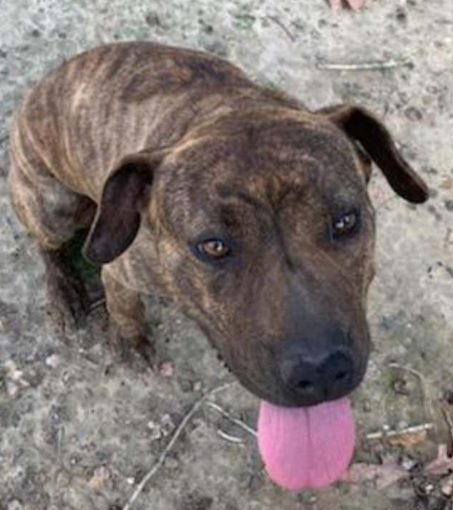 Jenny Springs, an adoptable Mountain Cur, Black Mouth Cur in El Dorado, AR, 71730 | Photo Image 2