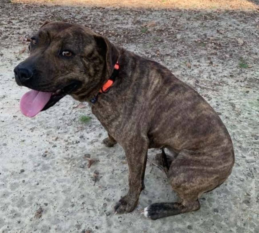 Jenny Springs, an adoptable Mountain Cur, Black Mouth Cur in El Dorado, AR, 71730 | Photo Image 3