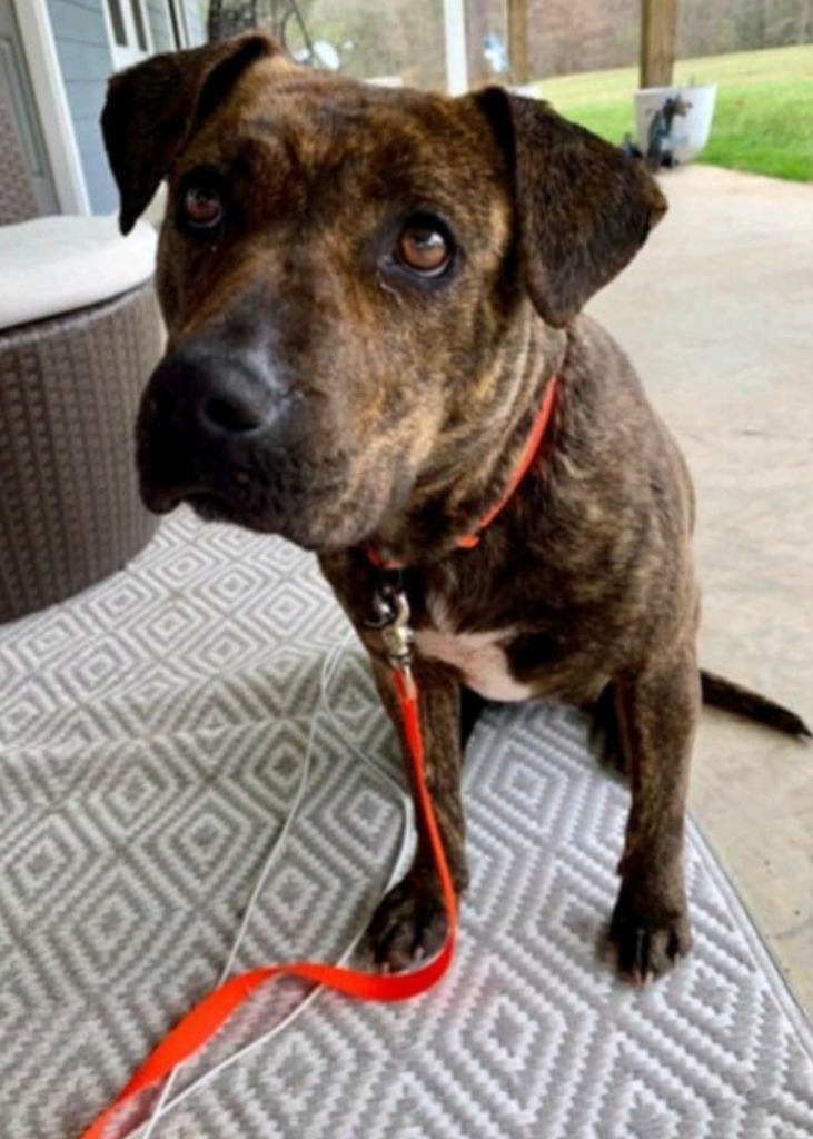 Jenny Springs, an adoptable Mountain Cur, Black Mouth Cur in El Dorado, AR, 71730 | Photo Image 4