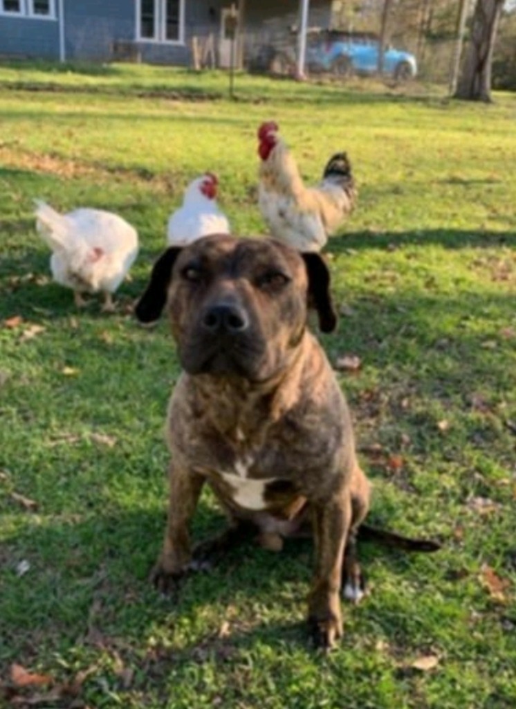Jenny Springs, an adoptable Mountain Cur, Black Mouth Cur in El Dorado, AR, 71730 | Photo Image 5