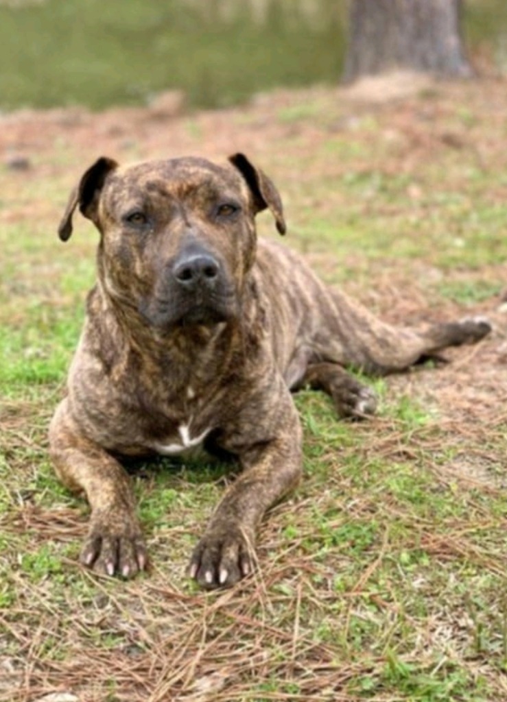 Jenny Springs, an adoptable Mountain Cur, Black Mouth Cur in El Dorado, AR, 71730 | Photo Image 6