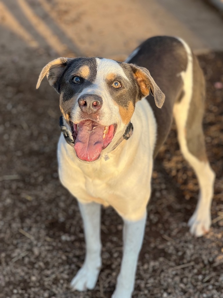 Cal, an adoptable Mixed Breed in Duncan, OK, 73533 | Photo Image 1