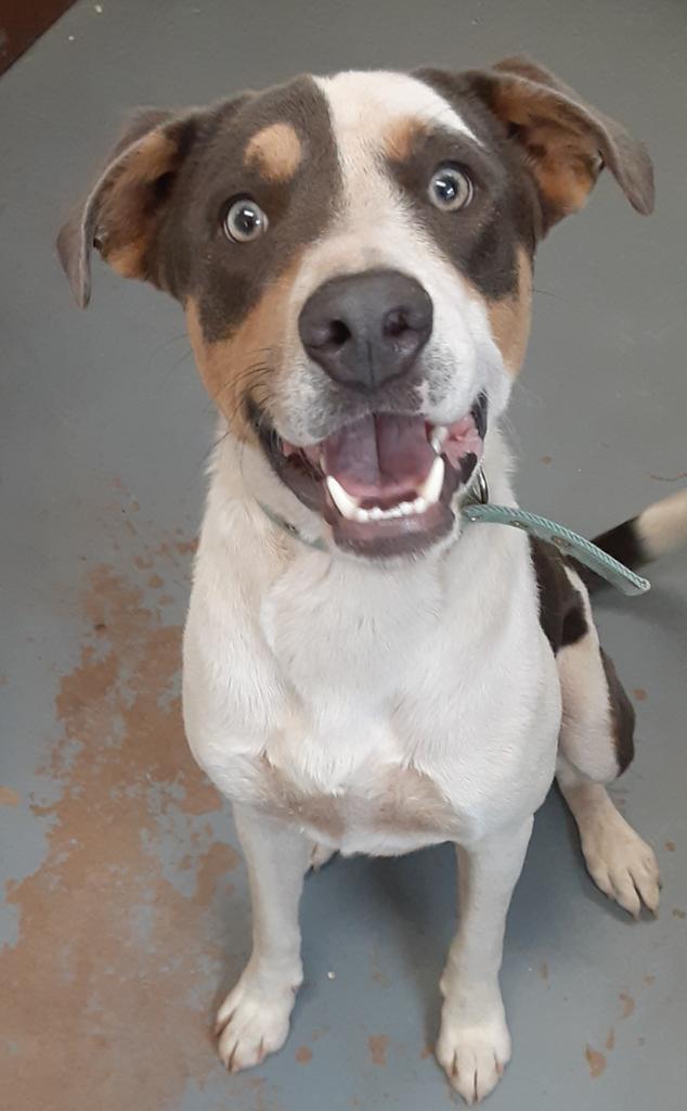 Cal, an adoptable Mixed Breed in Duncan, OK, 73533 | Photo Image 3