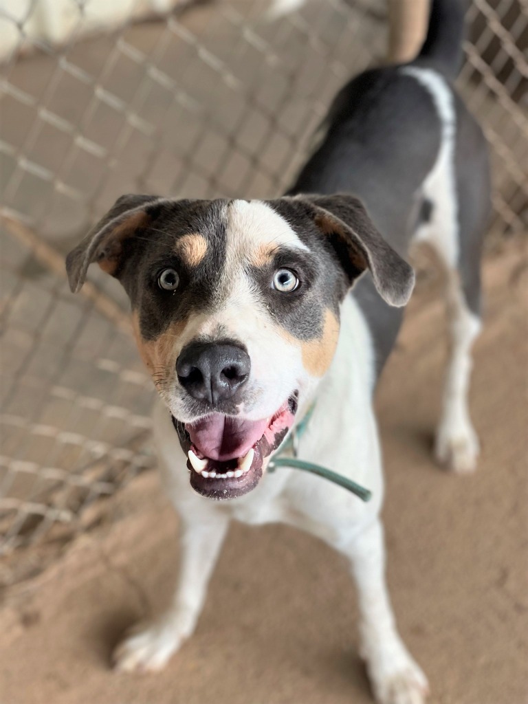 Cal, an adoptable Mixed Breed in Duncan, OK, 73533 | Photo Image 4