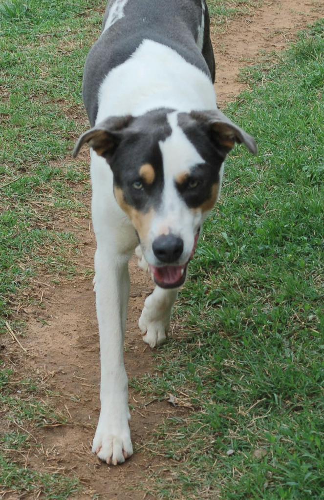 Cal, an adoptable Mixed Breed in Duncan, OK, 73533 | Photo Image 5