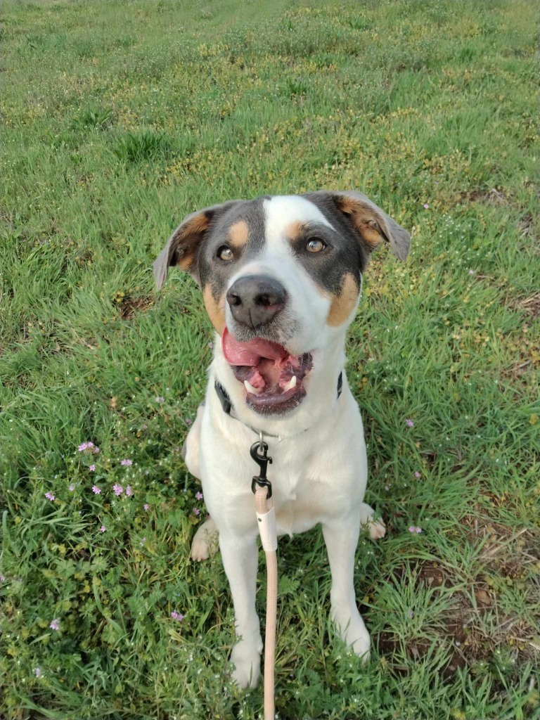 Cal, an adoptable Mixed Breed in Duncan, OK, 73533 | Photo Image 6