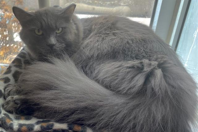 THOR, an adoptable Domestic Long Hair, Domestic Short Hair in Albuquerque, NM, 87112 | Photo Image 1