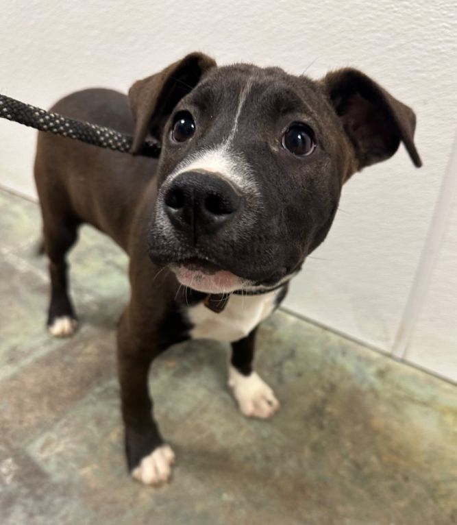 Dog for adoption Watson, a Mixed Breed in Jonesboro, AR Petfinder