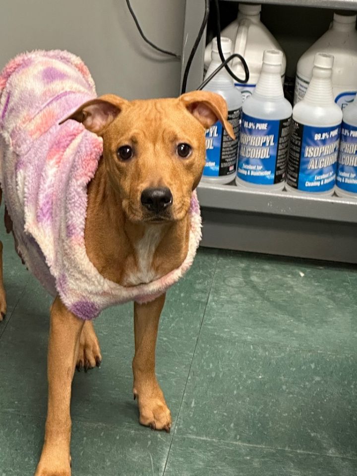 Dog for adoption Winnie, a Mixed Breed in Jonesboro, AR Petfinder