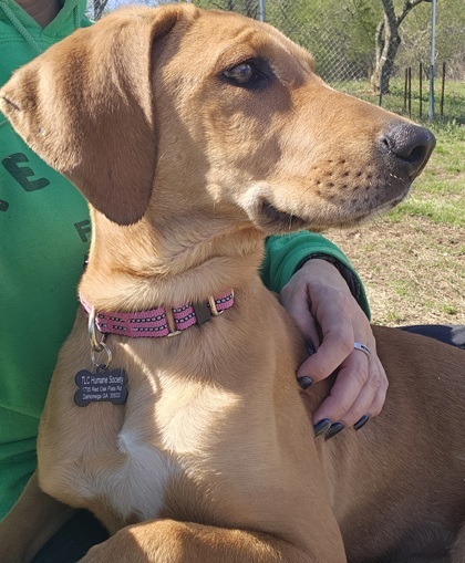 Vanilla, an adoptable Anatolian Shepherd, Bloodhound in Dahlonega, GA, 30533 | Photo Image 1