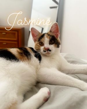 Jasmine Domestic Short Hair Cat