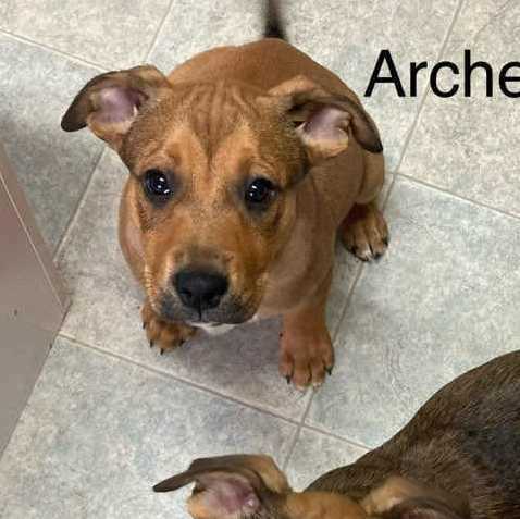 Dog for adoption Archer a Shepherd Staffordshire Bull Terrier