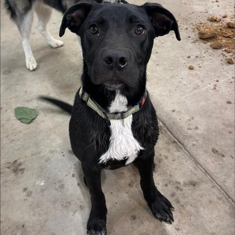 Miles, an adoptable Labrador Retriever in Sioux Falls, SD, 57106 | Photo Image 1