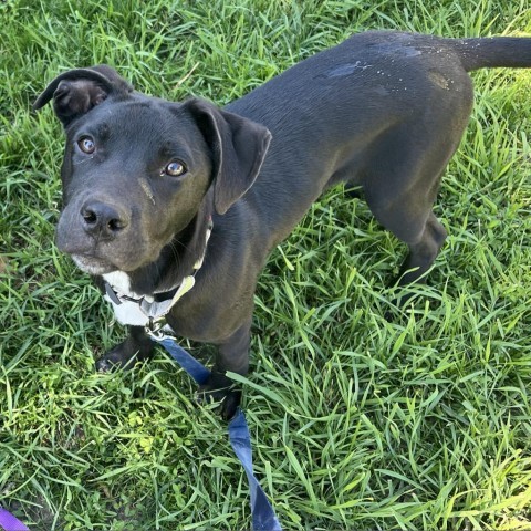 Miles, an adoptable Labrador Retriever in Sioux Falls, SD, 57106 | Photo Image 2