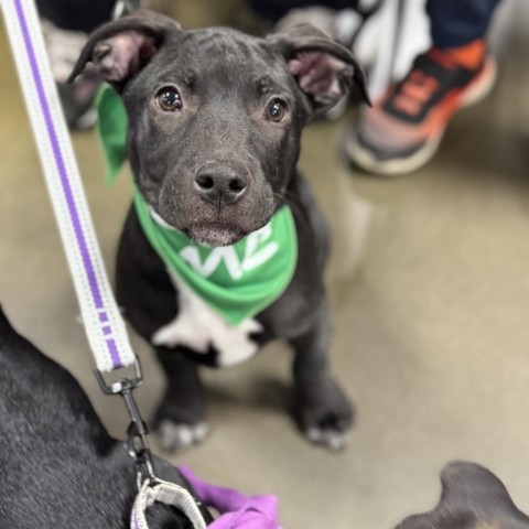 Miles, an adoptable Labrador Retriever in Sioux Falls, SD, 57106 | Photo Image 2