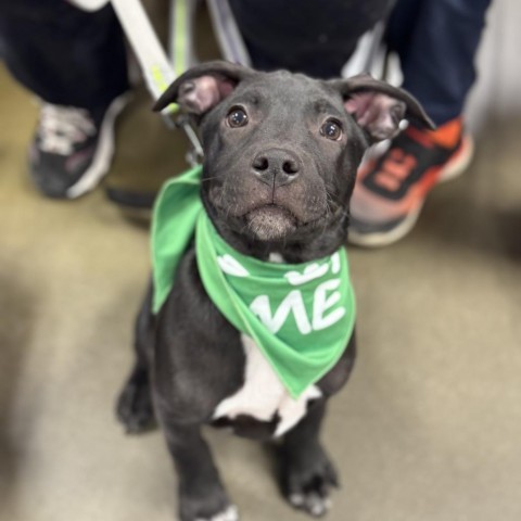 Miles, an adoptable Labrador Retriever in Sioux Falls, SD, 57106 | Photo Image 3