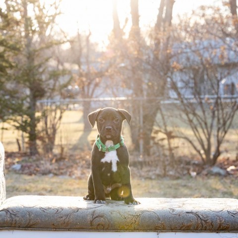 Miles, an adoptable Labrador Retriever in Sioux Falls, SD, 57106 | Photo Image 5