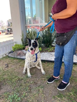 Name Indiana Breed Cattle Dog Mix Gender Male About Indiana Say hello to Indiana the 2-year-old