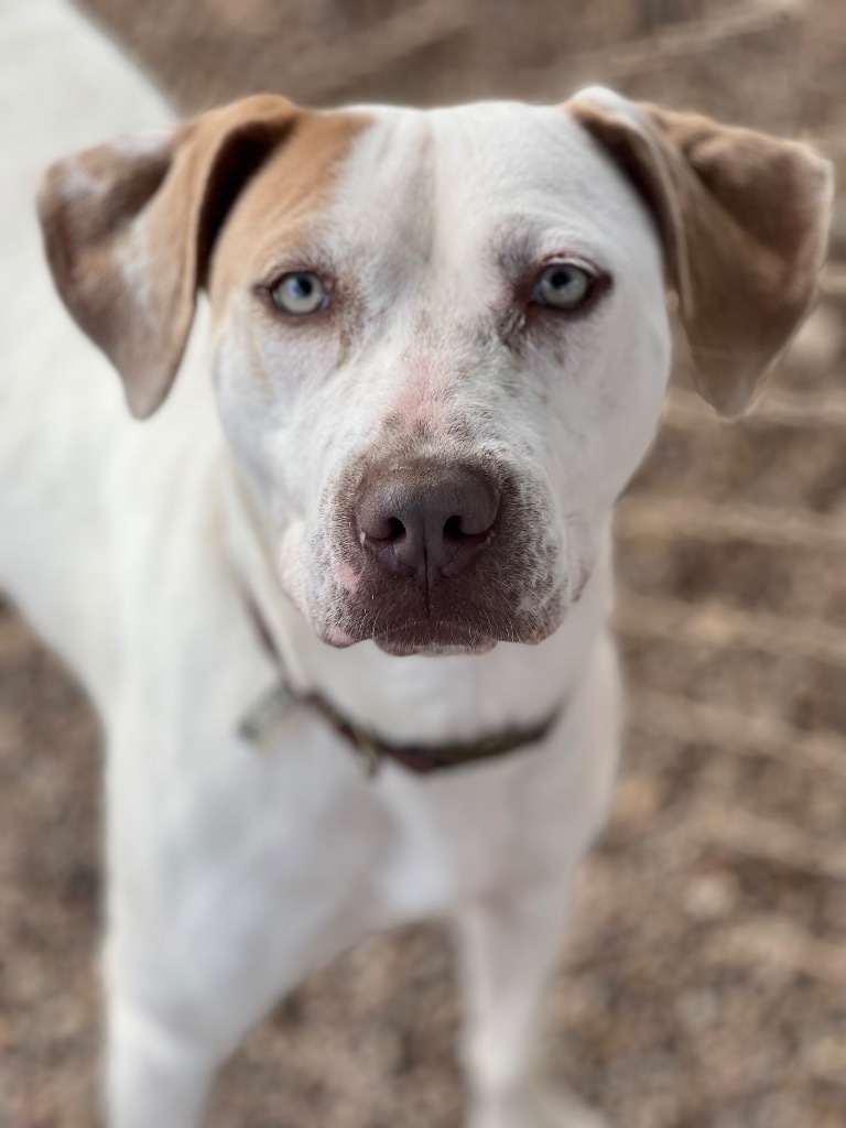 Daila, an adoptable Mixed Breed in Duncan, OK, 73533 | Photo Image 1