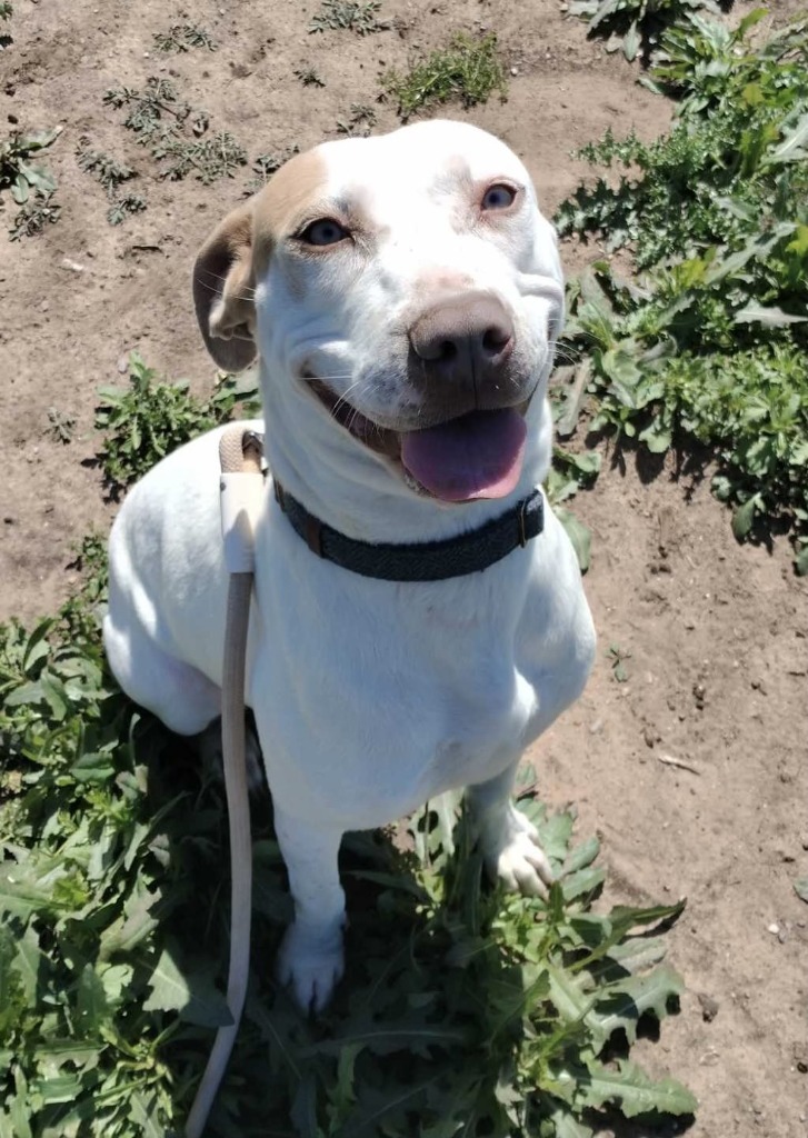 Daila, an adoptable Mixed Breed in Duncan, OK, 73533 | Photo Image 2