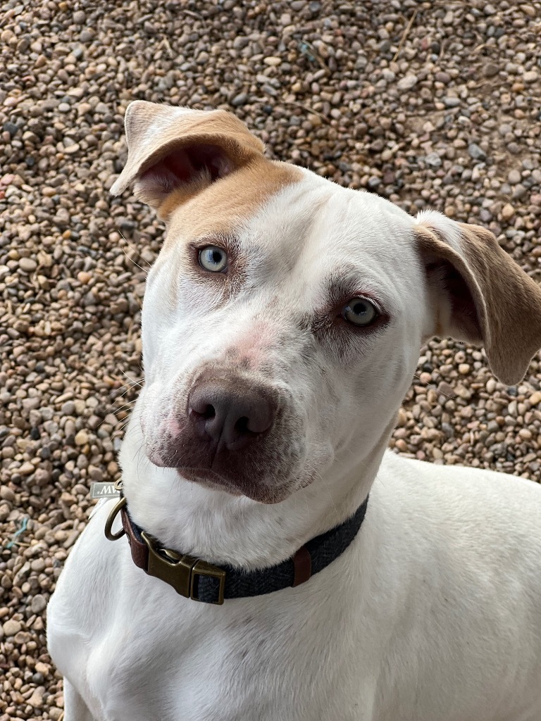 Daila, an adoptable Mixed Breed in Duncan, OK, 73533 | Photo Image 3