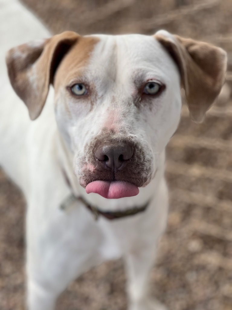 Daila, an adoptable Mixed Breed in Duncan, OK, 73533 | Photo Image 4