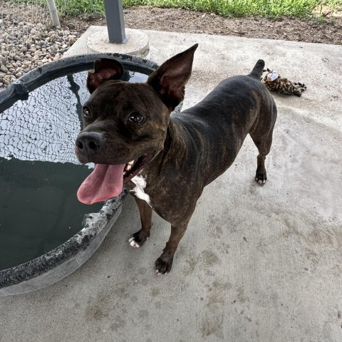 Sammy, an adoptable Boxer in Corpus Christi, TX, 78415 | Photo Image 1