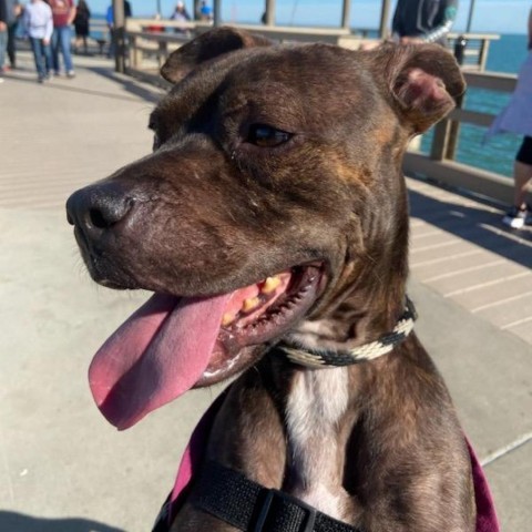 Sammy, an adoptable Boxer in Corpus Christi, TX, 78415 | Photo Image 3