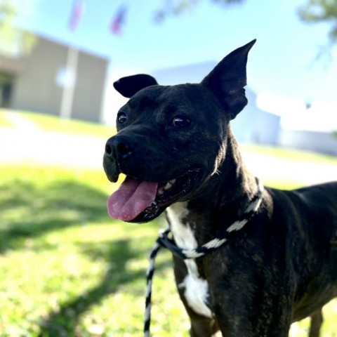 Sammy, an adoptable Boxer in Corpus Christi, TX, 78415 | Photo Image 4