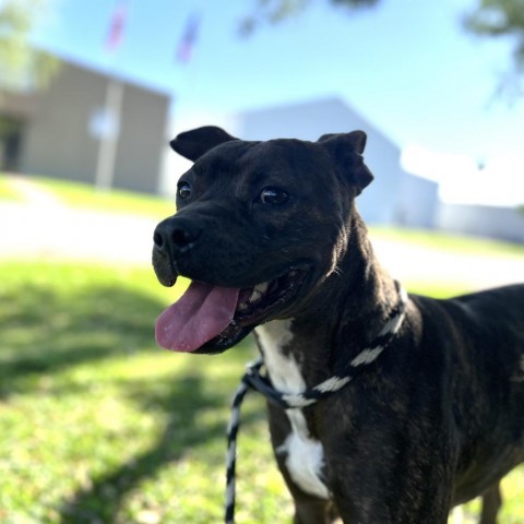 Sammy, an adoptable Boxer in Corpus Christi, TX, 78415 | Photo Image 5