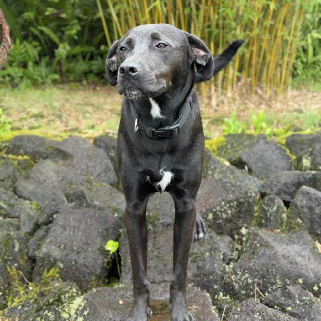 Marvel litter: Hulk, an adoptable Whippet, Mixed Breed in Keaau, HI, 96749 | Photo Image 1