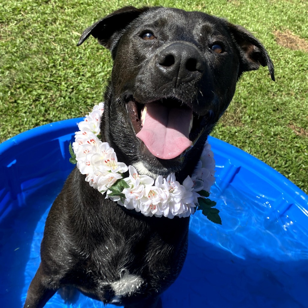 Marvel litter: Hulk (aka PJ), an adoptable Whippet, Mixed Breed in Keaau, HI, 96749 | Photo Image 1