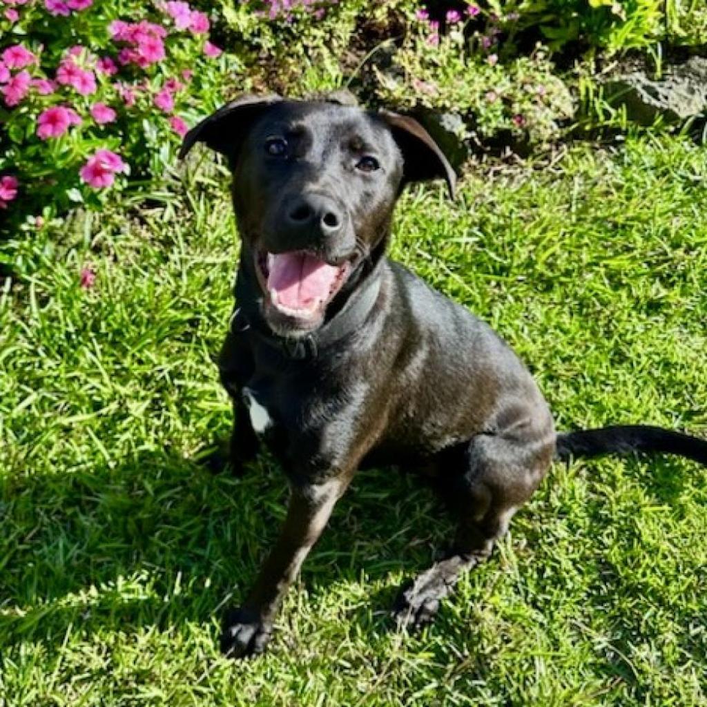 Marvel litter: Hulk, an adoptable Whippet, Mixed Breed in Keaau, HI, 96749 | Photo Image 2