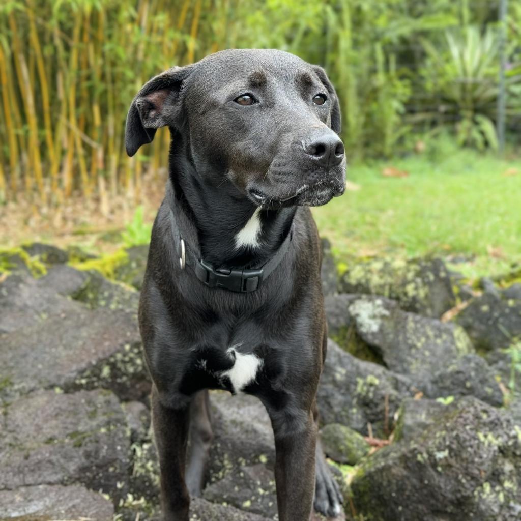 Marvel litter: Hulk, an adoptable Whippet, Mixed Breed in Keaau, HI, 96749 | Photo Image 3